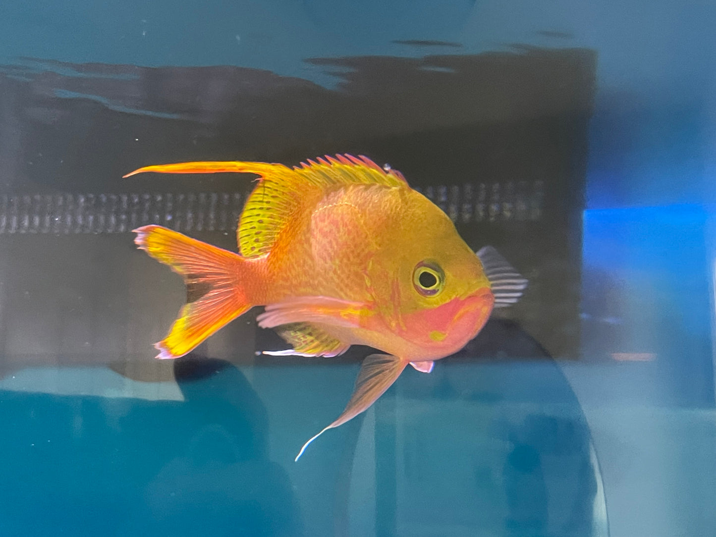 Captive Bred Rose Anthias, Odontanthias katayamai