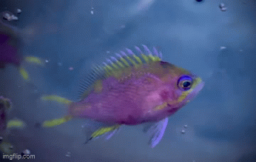 Captive Bred Rose Anthias, Odontanthias katayamai