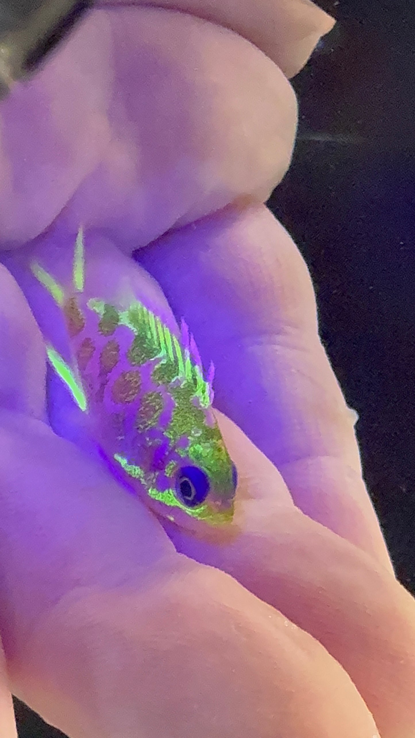 Captive Bred Rose Anthias, Odontanthias katayamai