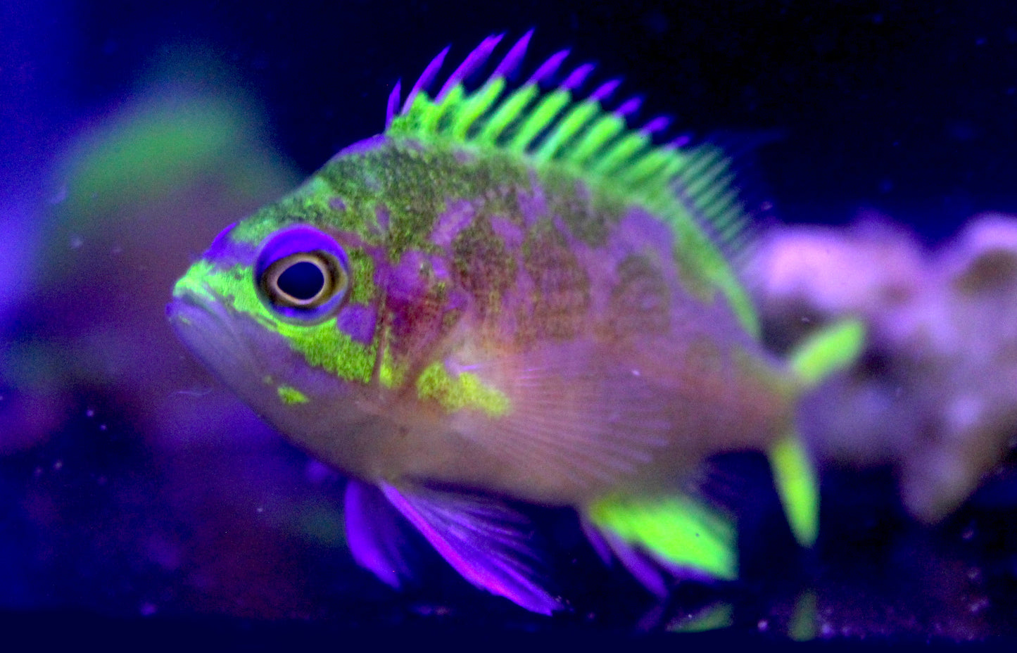Captive Bred Rose Anthias, Odontanthias katayamai