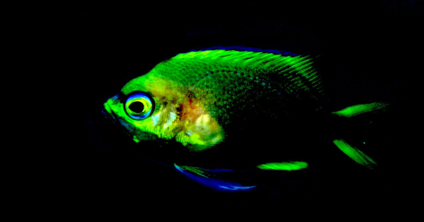 Captive Bred Rose Anthias, Odontanthias katayamai