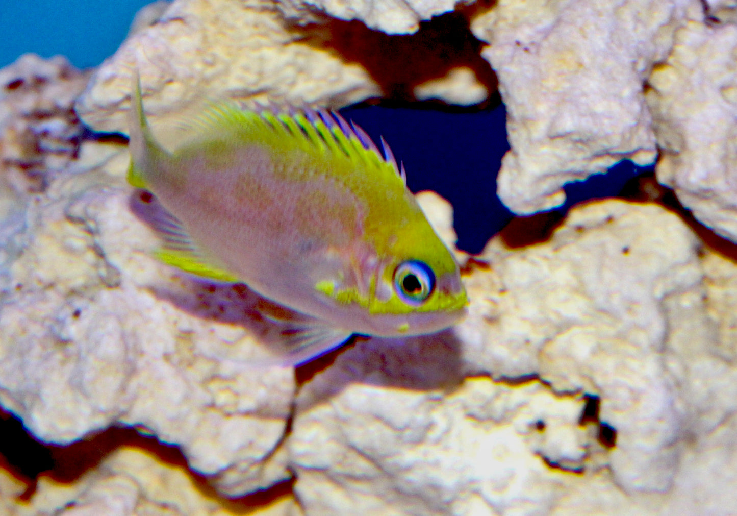 Captive Bred Rose Anthias, Odontanthias katayamai