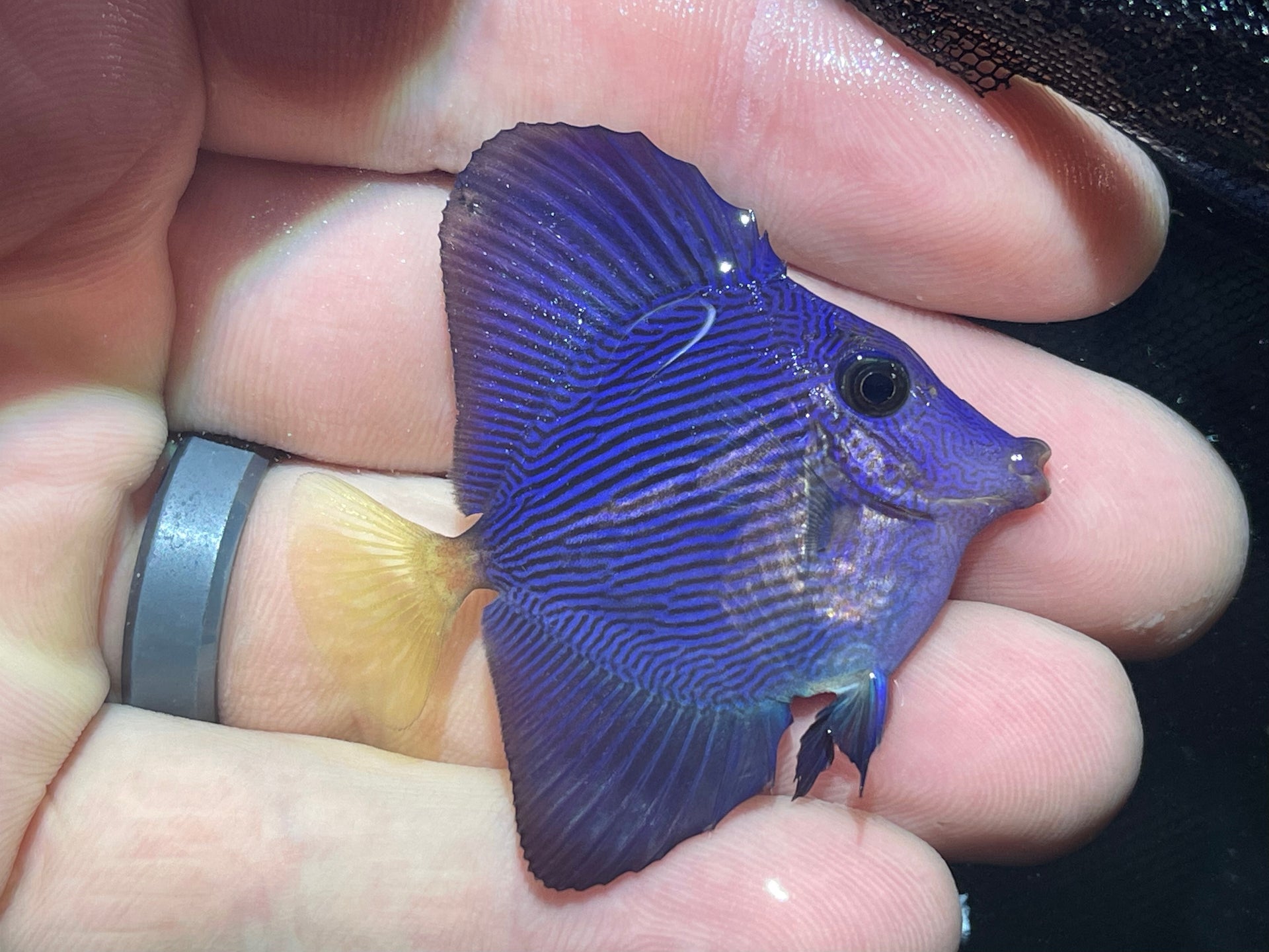 Captive Bred Purple Tang – Surge Marine Life
